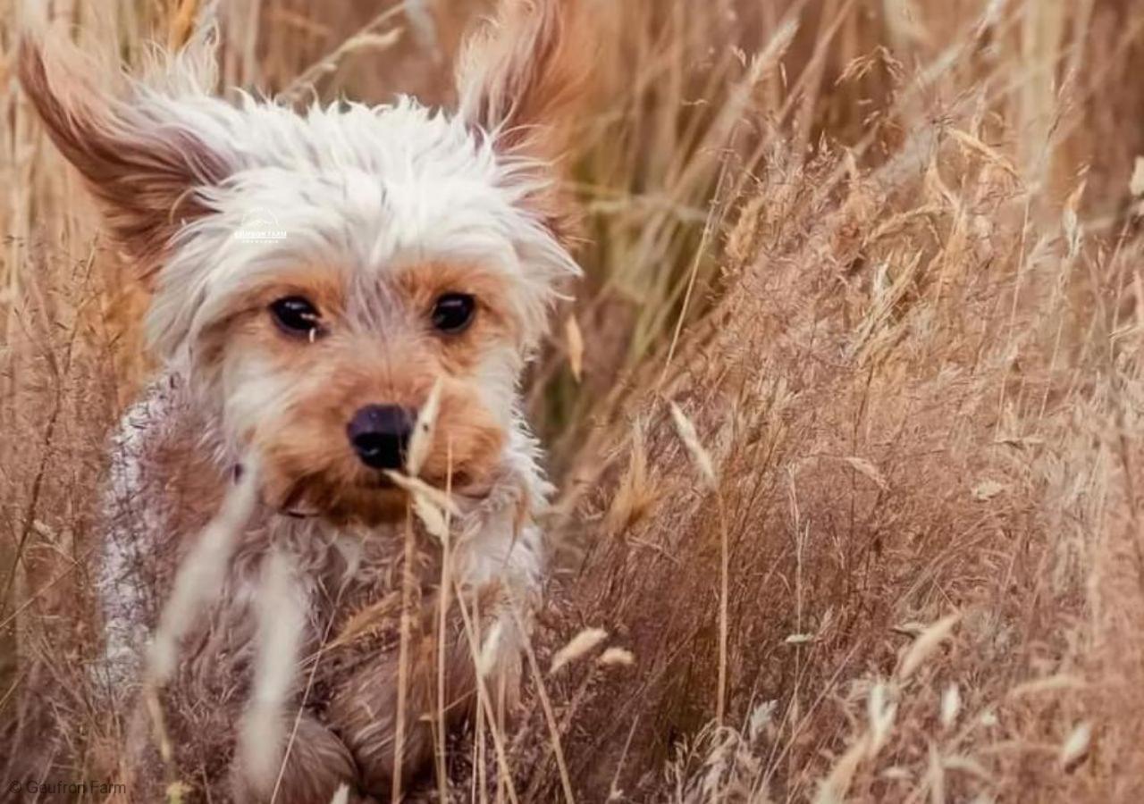 Bryn-crug Farmhouse & Cottage At Geufron Farm - Dog Friendly מראה חיצוני תמונה